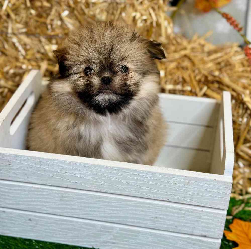Male Shiranian Puppy for Sale in Garland, TX