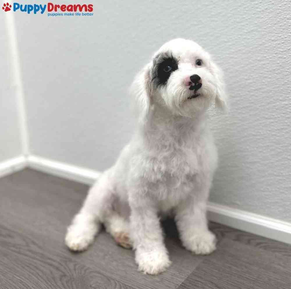 Male Cockapoo Puppy for Sale in Little Rock, AR