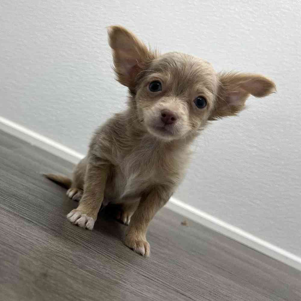 Male Chihuahua Puppy for Sale in Little Rock, AR