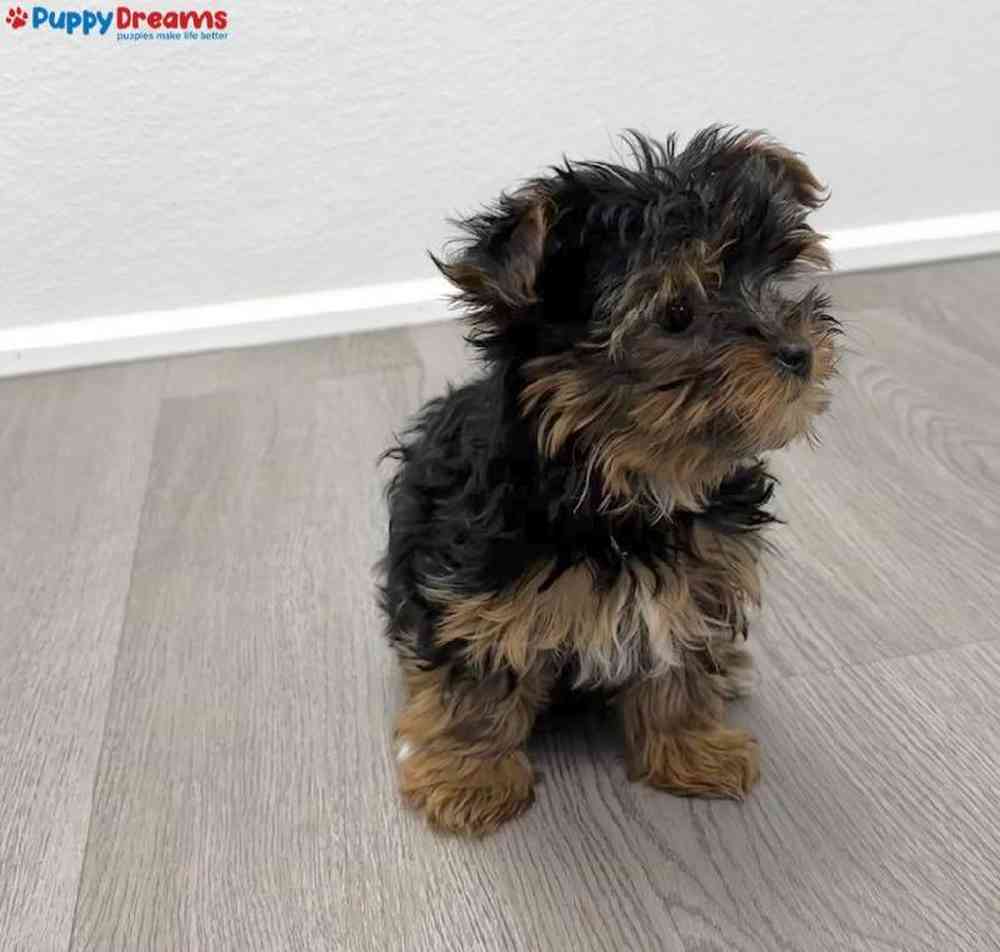 Female Yorkie Puppy for Sale in Little Rock, AR