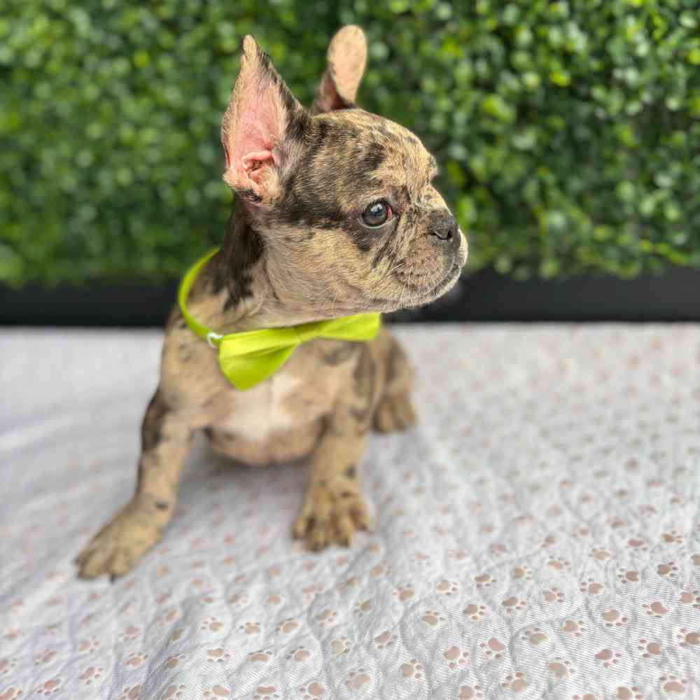 French Bulldog For Sale West Little Rock AR