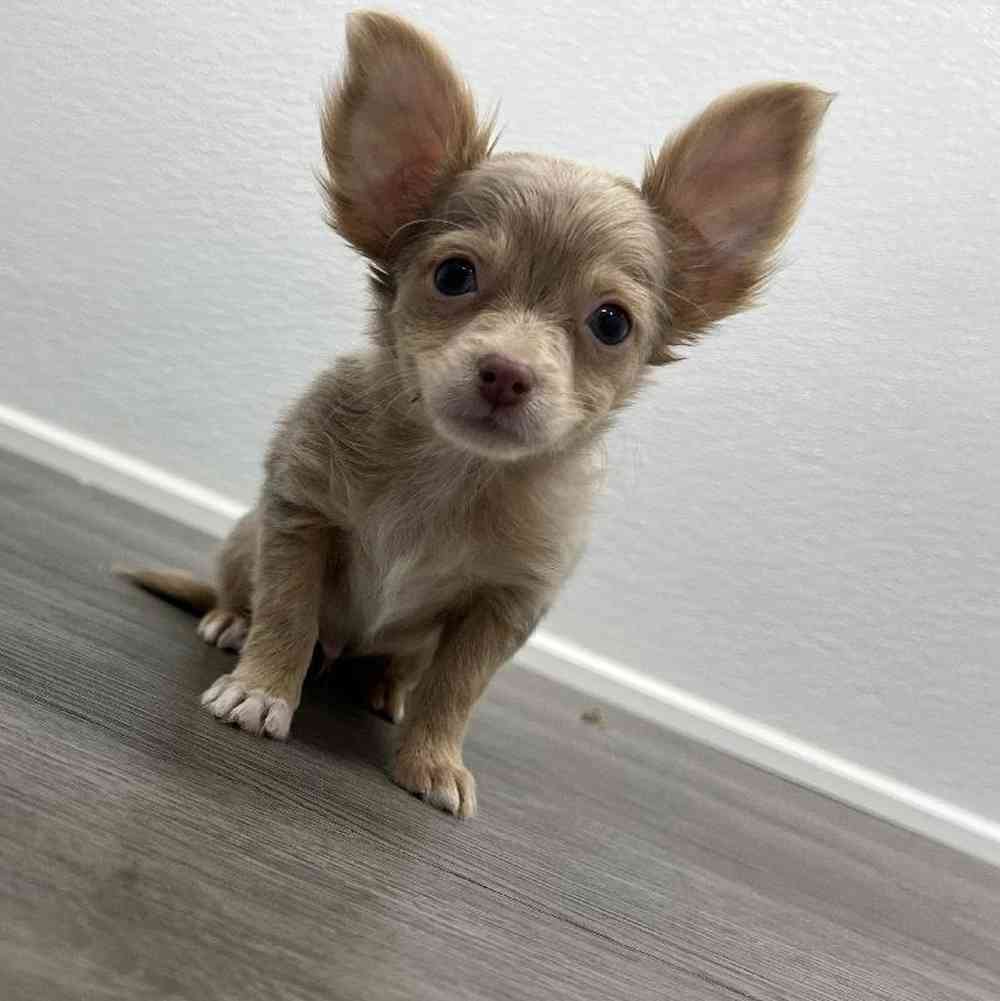 Male Chihuahua Puppy for Sale in Little Rock, AR