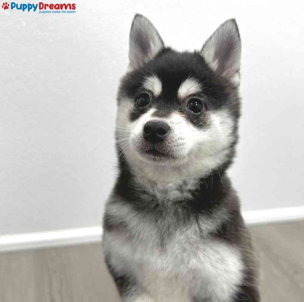 Female Alaskan Klee Kai Puppy for Sale in Little Rock, AR