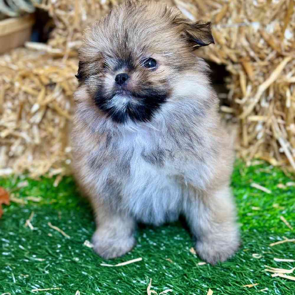 Male Shiranian Puppy for Sale in Garland, TX