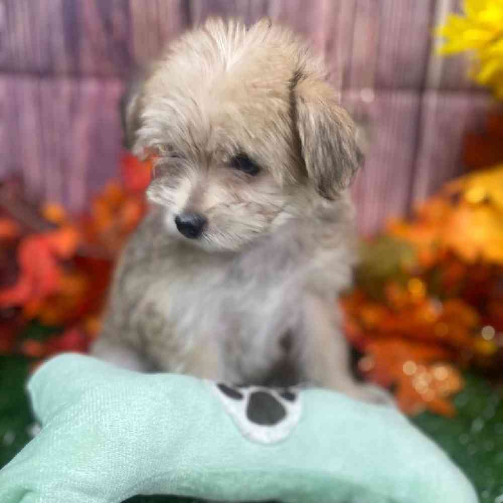 Female Morkie Puppy for Sale in Little Rock, AR