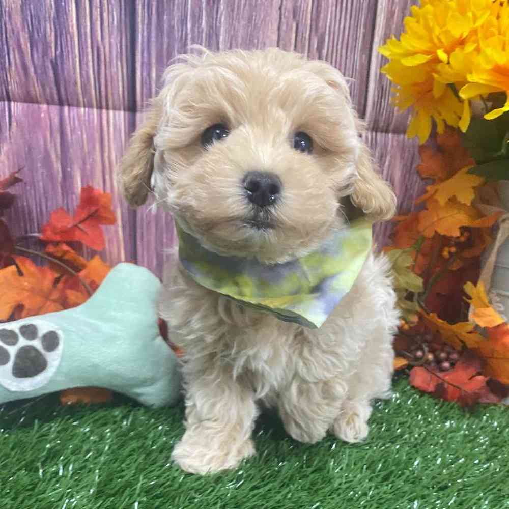 Male Maltipoo Puppy for Sale in Little Rock, AR