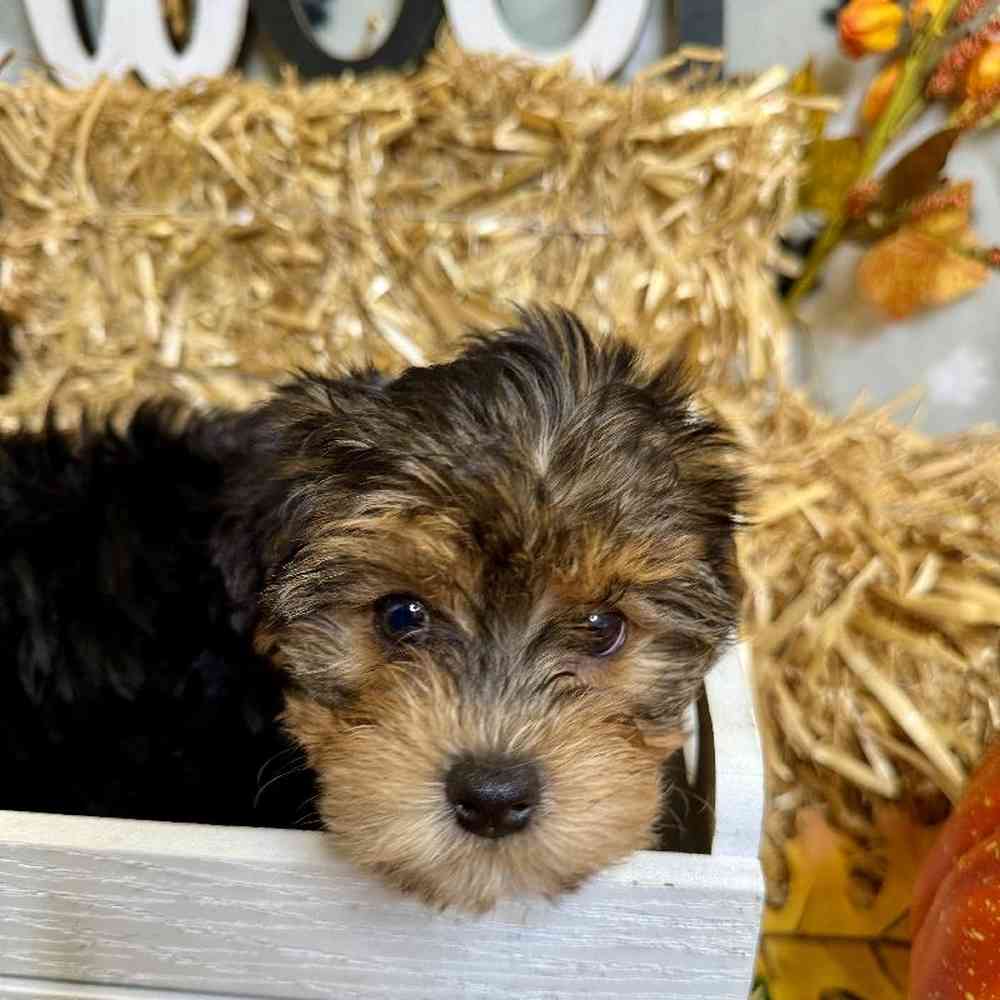 Female Yorkie-Poo Puppy for Sale in ,