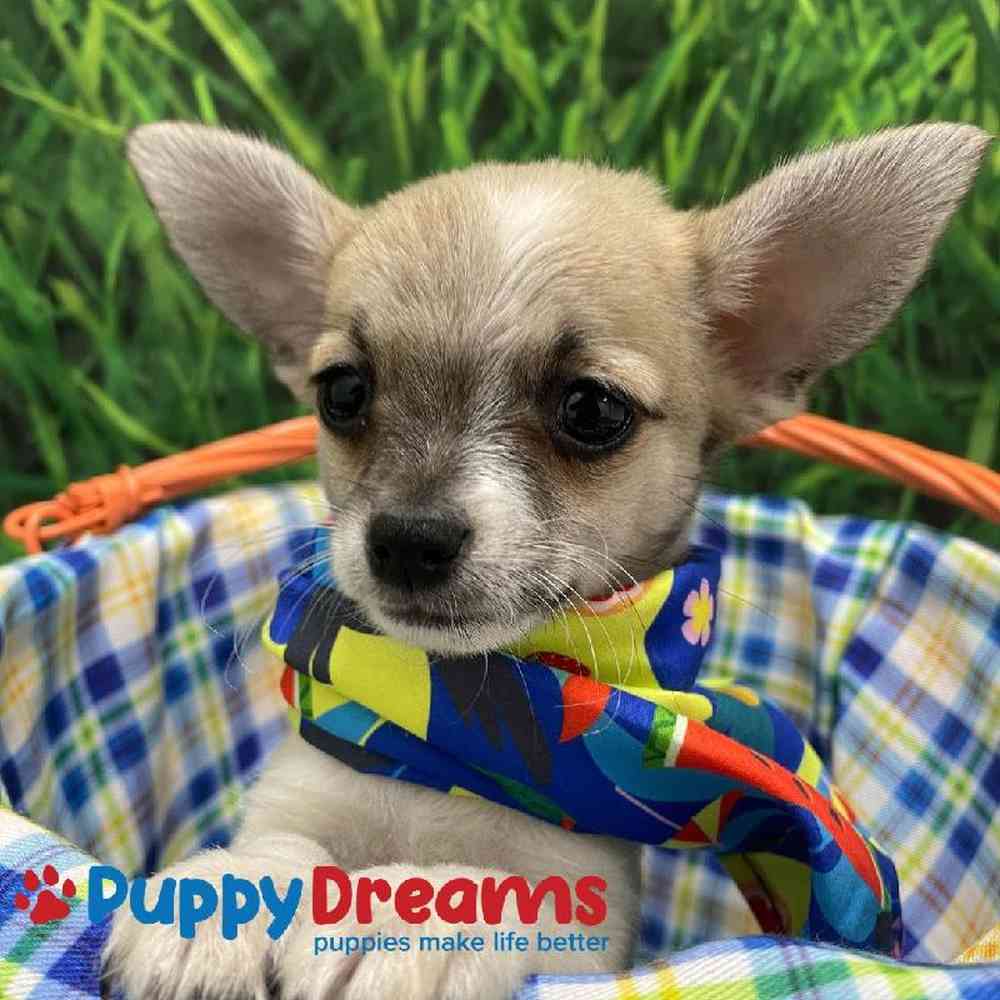 Chihuahua For Sale South Little Rock AR