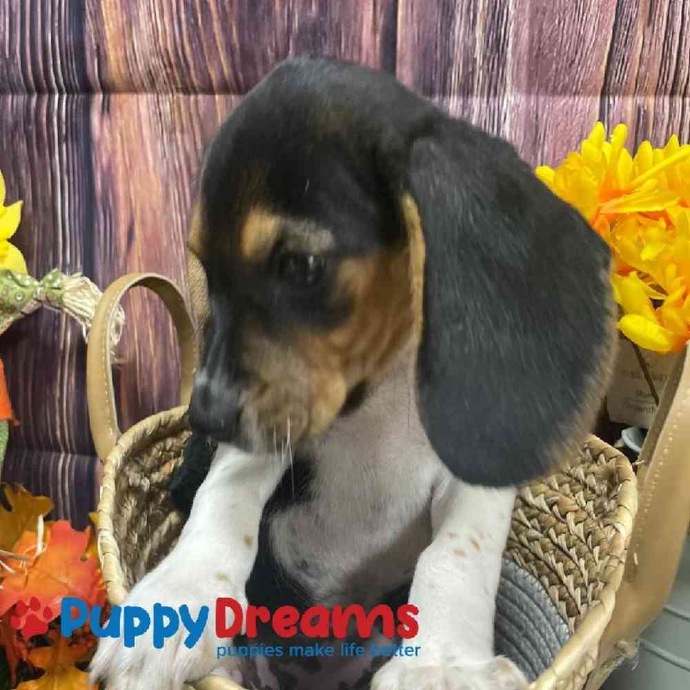 Female Beagle Puppy for Sale in Little Rock, AR
