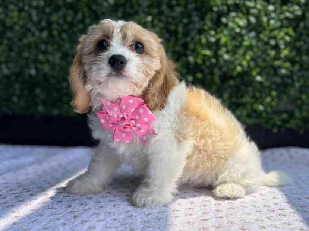 Female Cavachon Puppy for Sale in Little Rock, AR