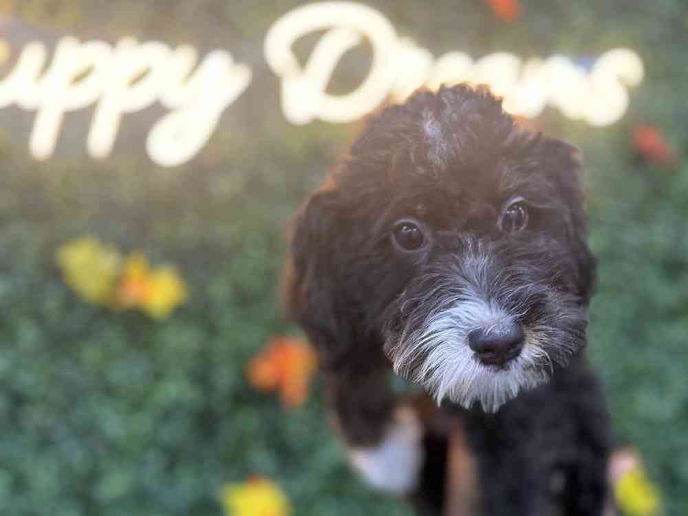 Female Bernedoodle Puppy for Sale in Little Rock, AR