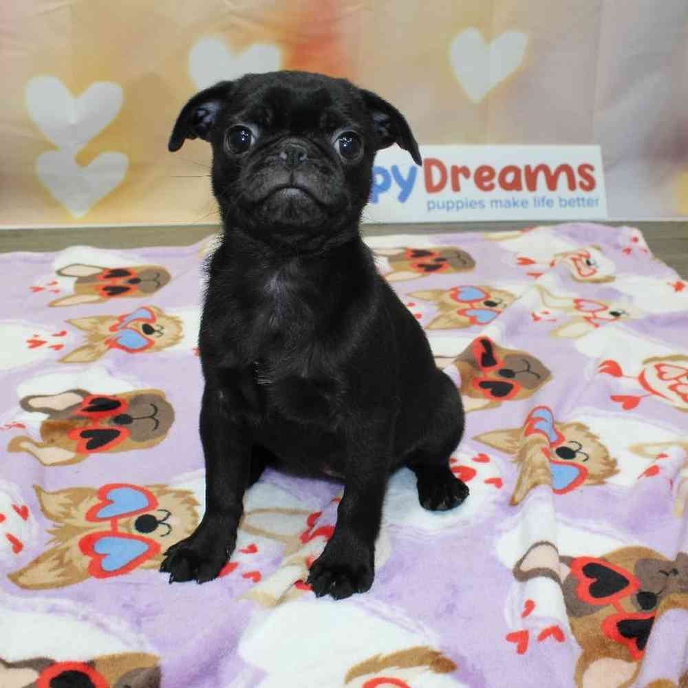 Female Pug Puppy for Sale in Wichita, KS