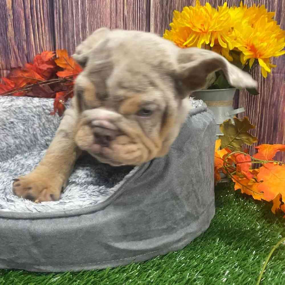 Male English Bulldog Puppy for Sale in Little Rock, AR