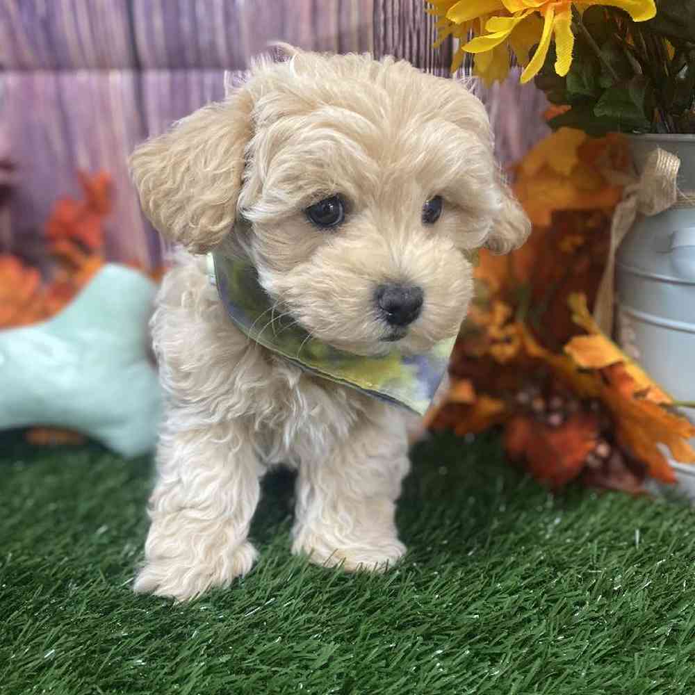 Male Maltipoo Puppy for Sale in Little Rock, AR