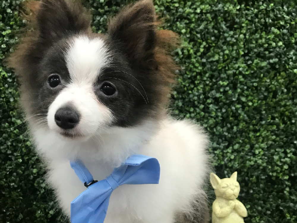 Male Pomeranian Puppy for Sale in Little Rock, AR