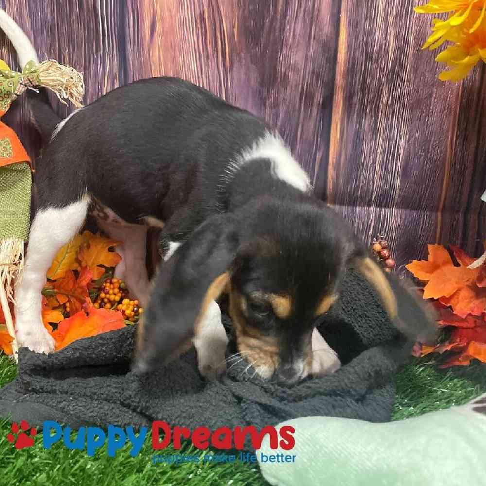Female Beagle Puppy for Sale in Little Rock, AR