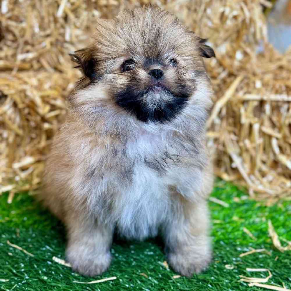 Male Shiranian Puppy for Sale in Garland, TX