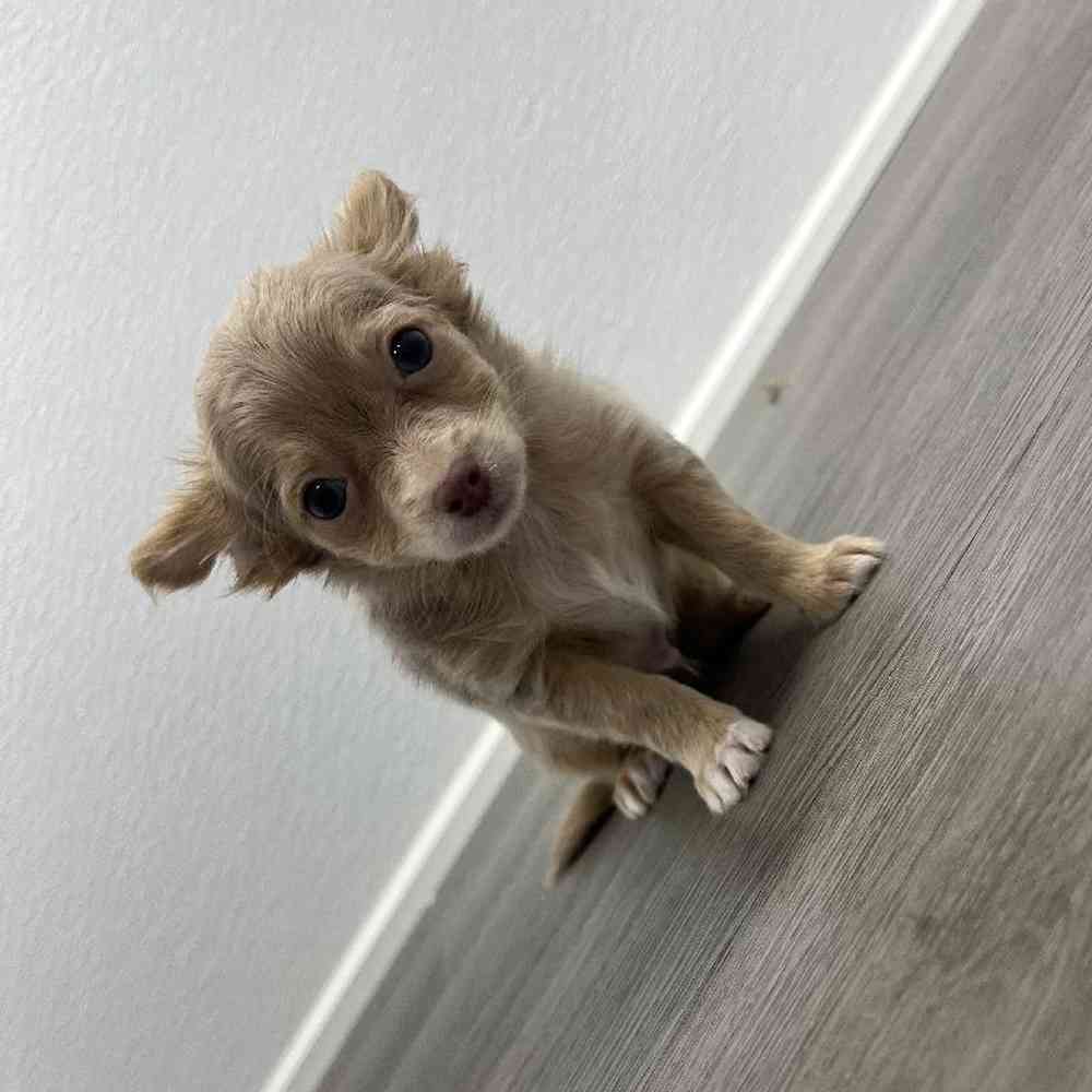 Male Chihuahua Puppy for Sale in Little Rock, AR