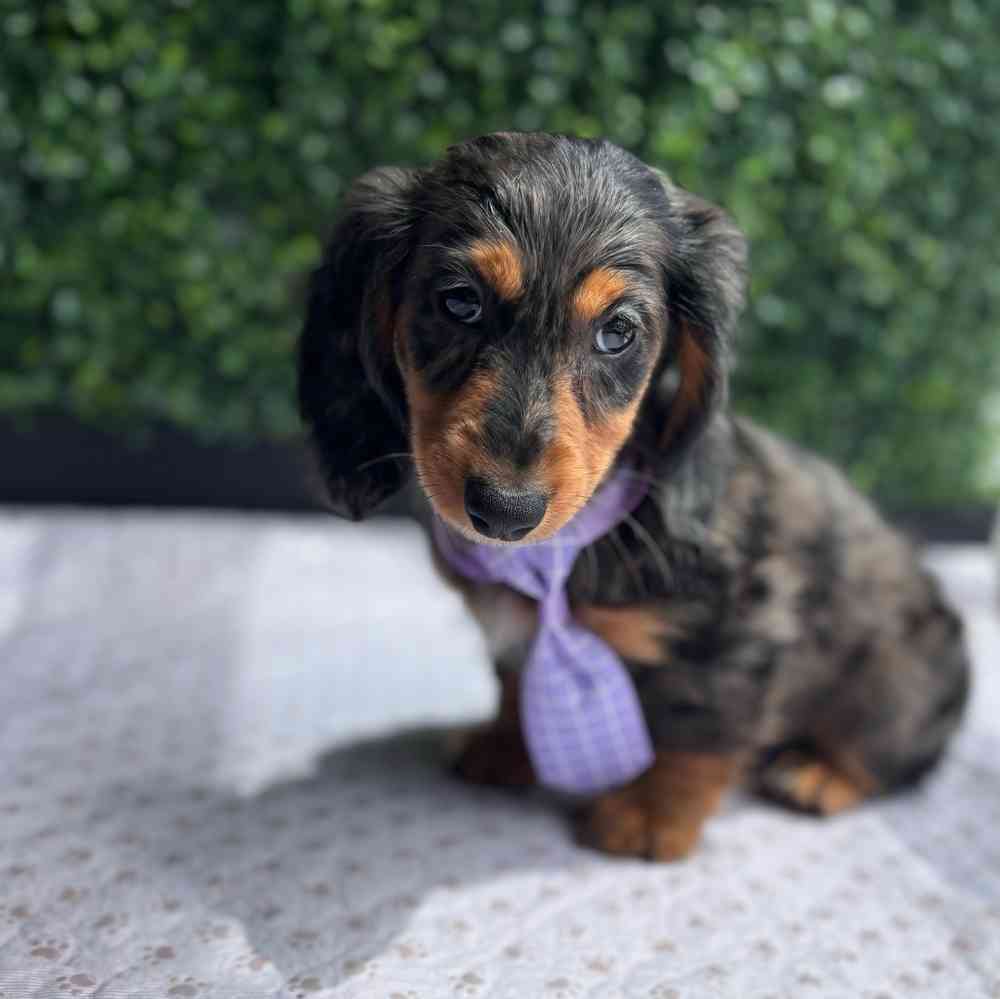 Dachshund For Sale West Little Rock AR