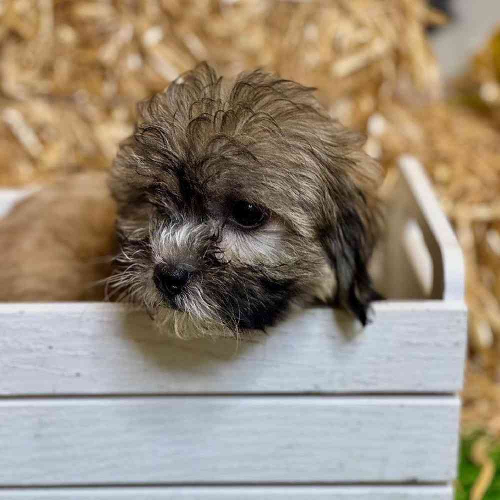 Female Teddy Bear Puppy for Sale in ,