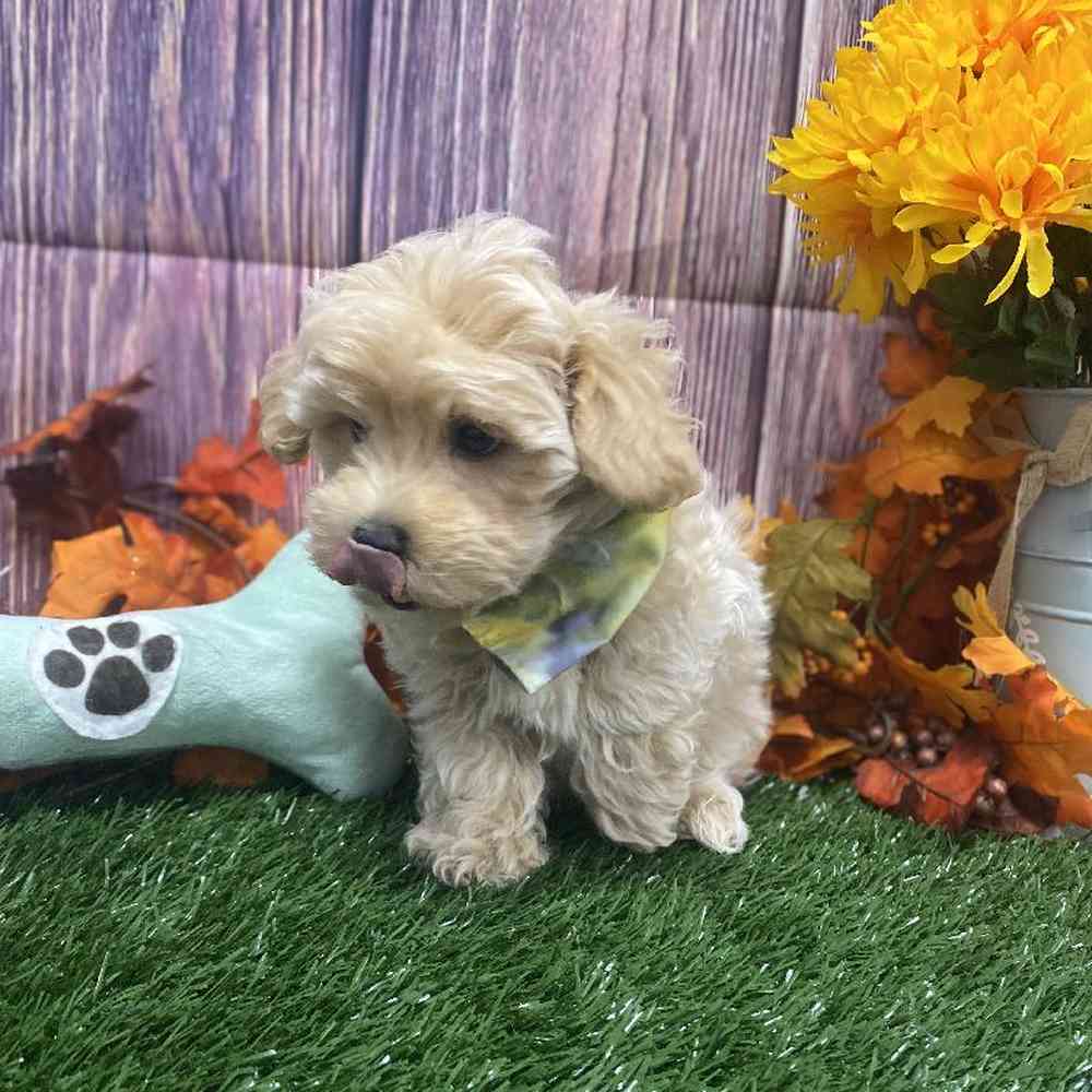 Male Maltipoo Puppy for Sale in Little Rock, AR