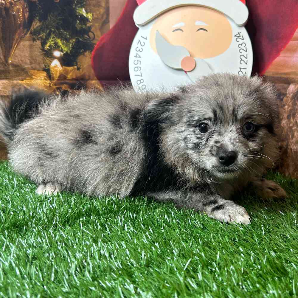 PomChi image