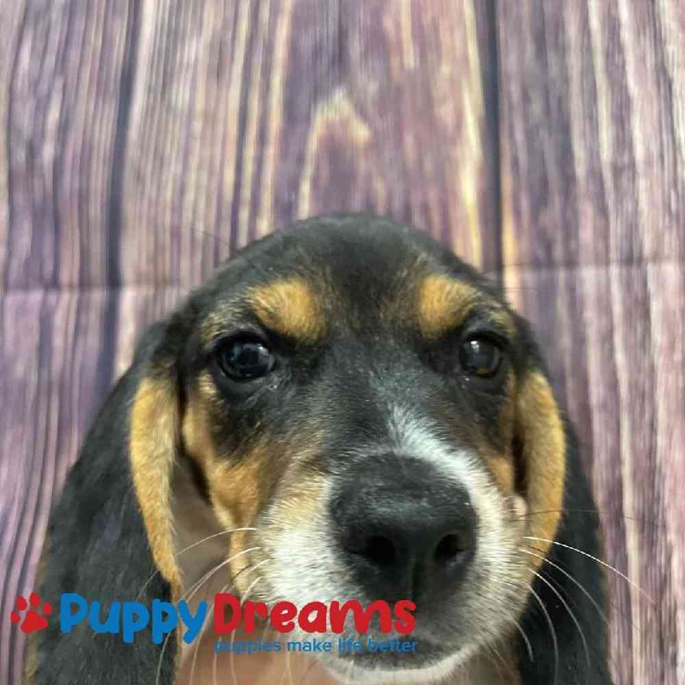 Female Beagle Puppy for Sale in Little Rock, AR