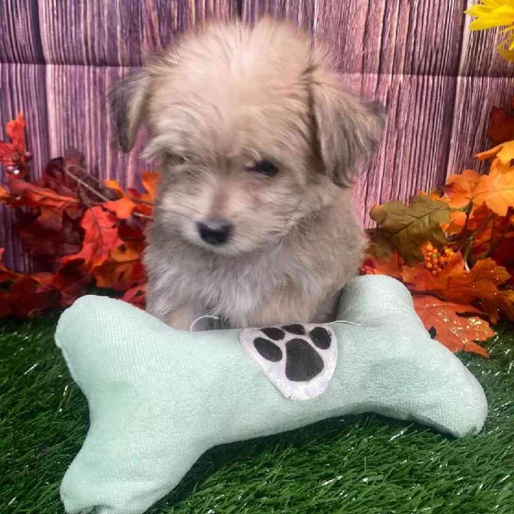 Female Morkie Puppy for Sale in Little Rock, AR
