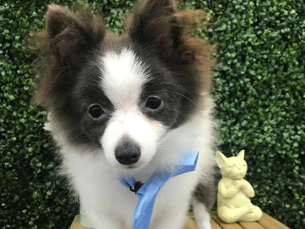 Male Pomeranian Puppy for Sale in Little Rock, AR