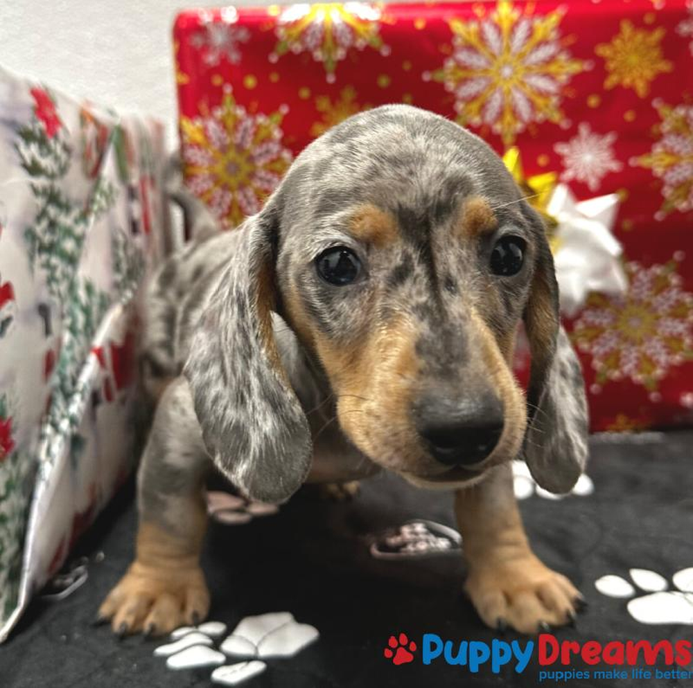 Male Dachshund Puppy for sale