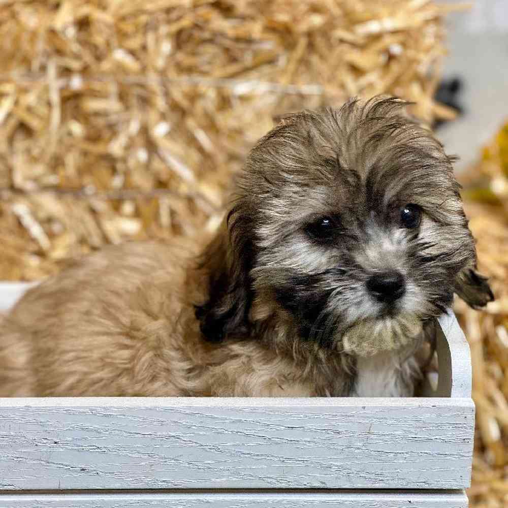 Female Teddy Bear Puppy for Sale in ,