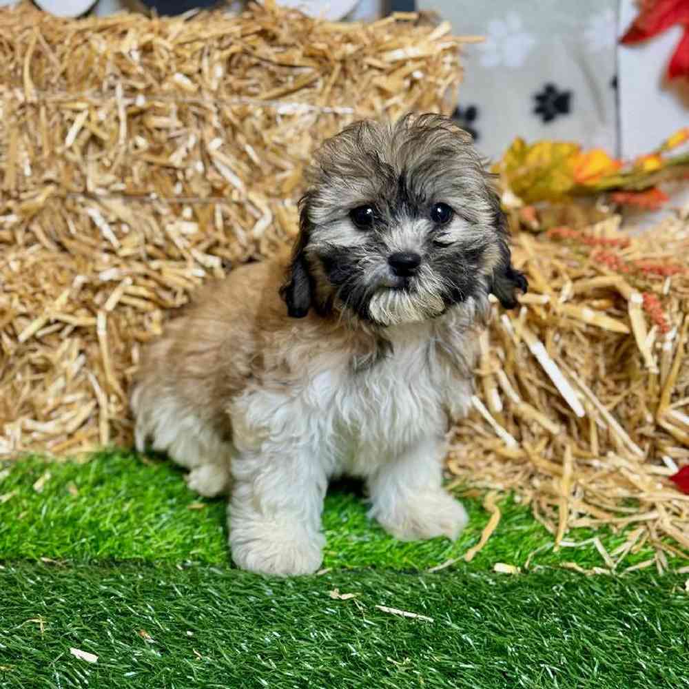 Female Teddy Bear Puppy for Sale in ,