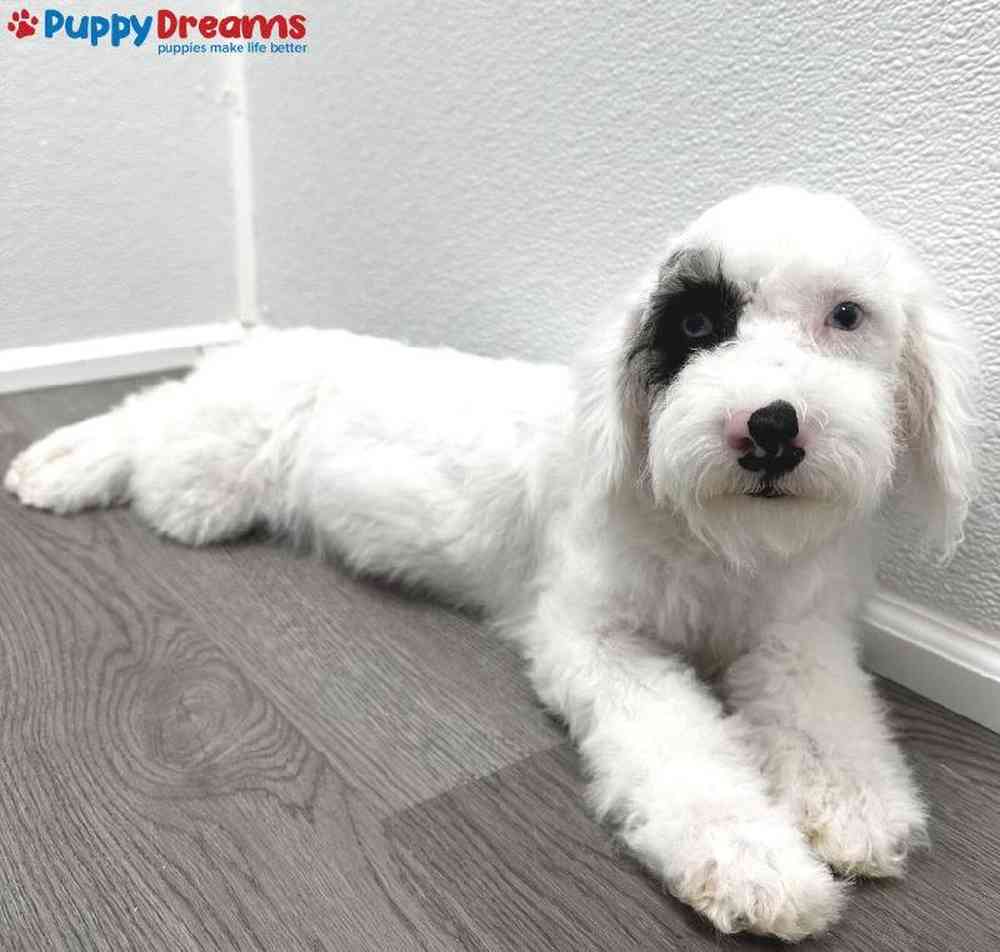 Male Cockapoo Puppy for Sale in Little Rock, AR