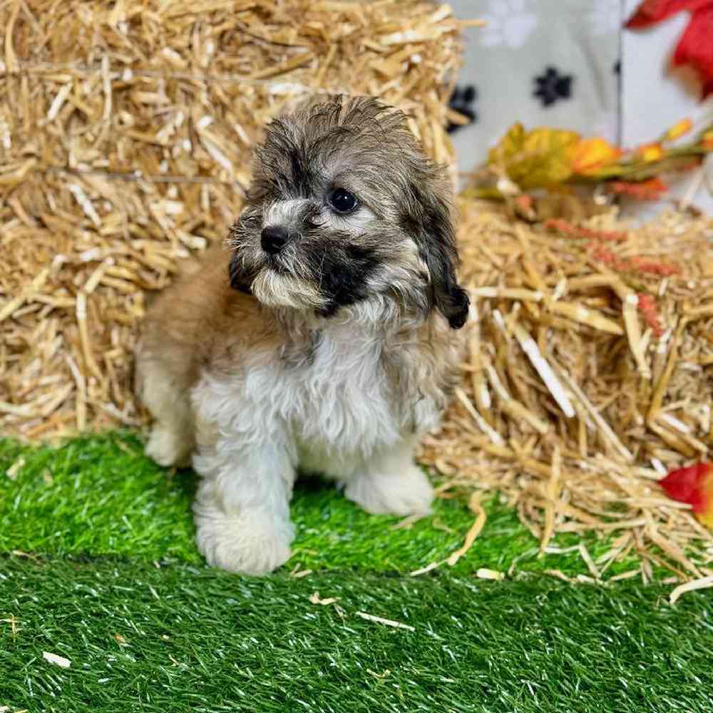 Female Teddy Bear Puppy for Sale in ,