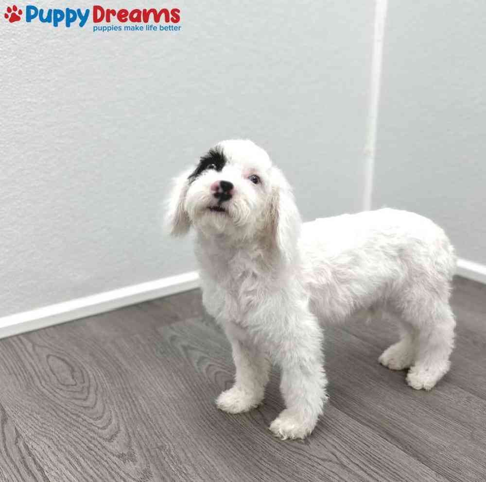 Male Cockapoo Puppy for Sale in Little Rock, AR
