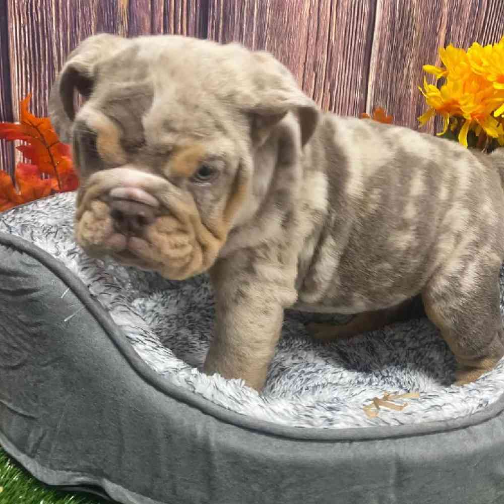 Male English Bulldog Puppy for Sale in Little Rock, AR