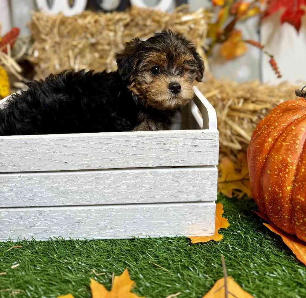 Female Yorkie-Poo Puppy for Sale in ,