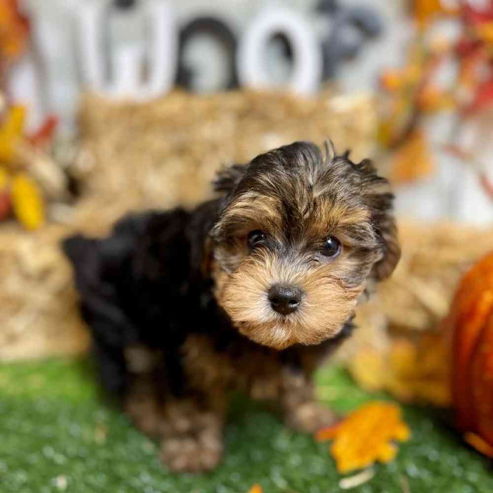 Female Yorkie-Poo Puppy for Sale in ,