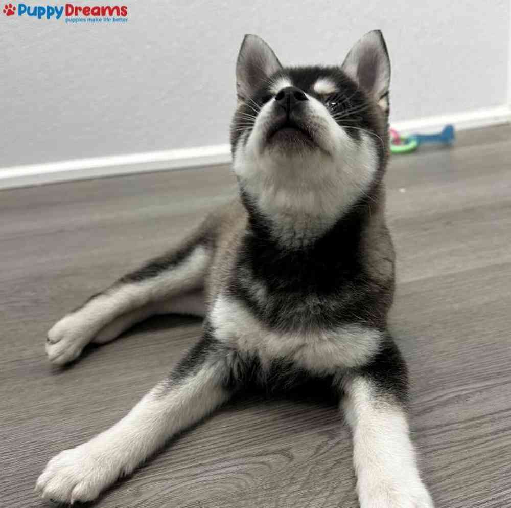 Female Alaskan Klee Kai Puppy for Sale in Little Rock, AR
