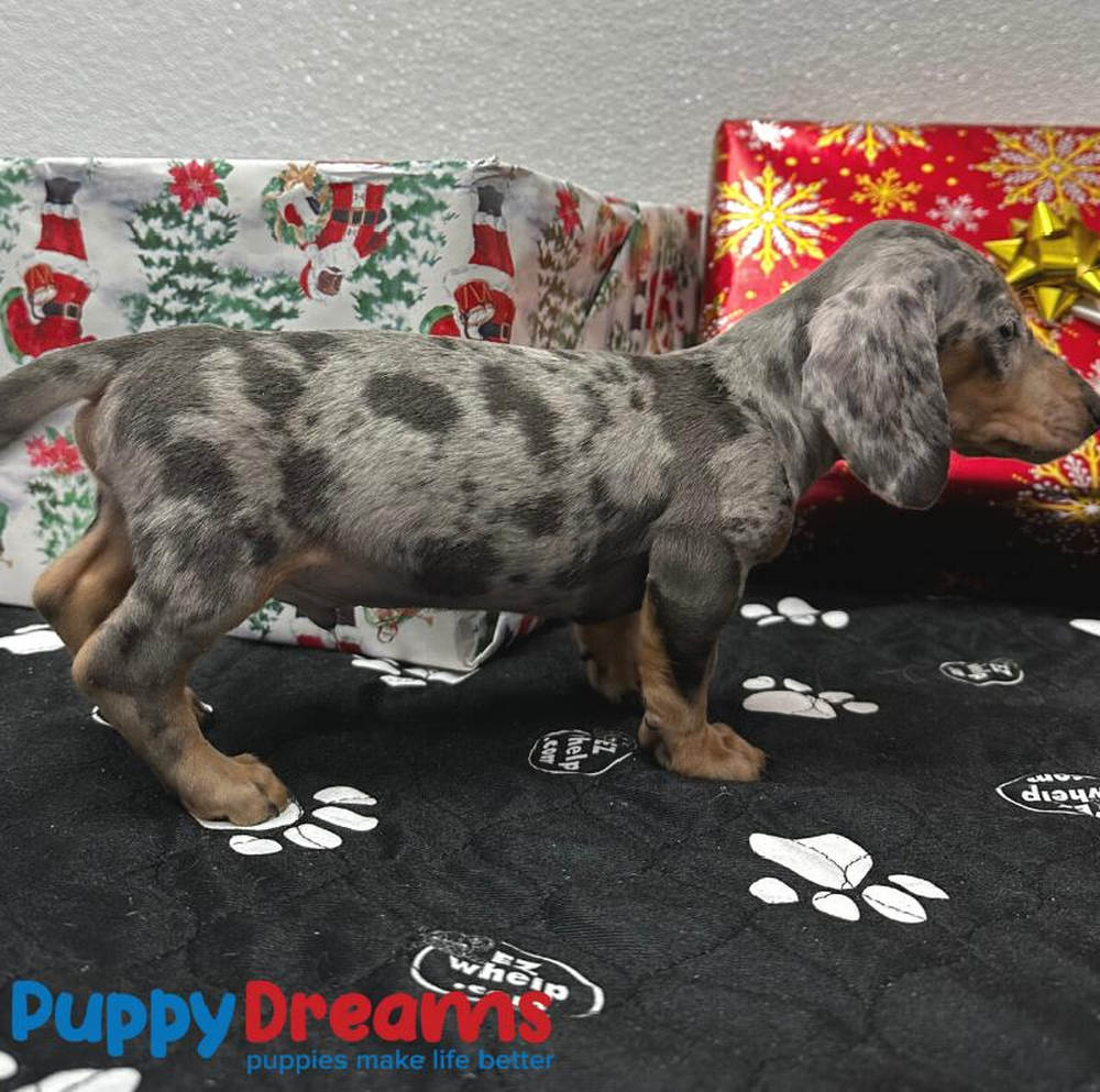 Male Dachshund Puppy for sale