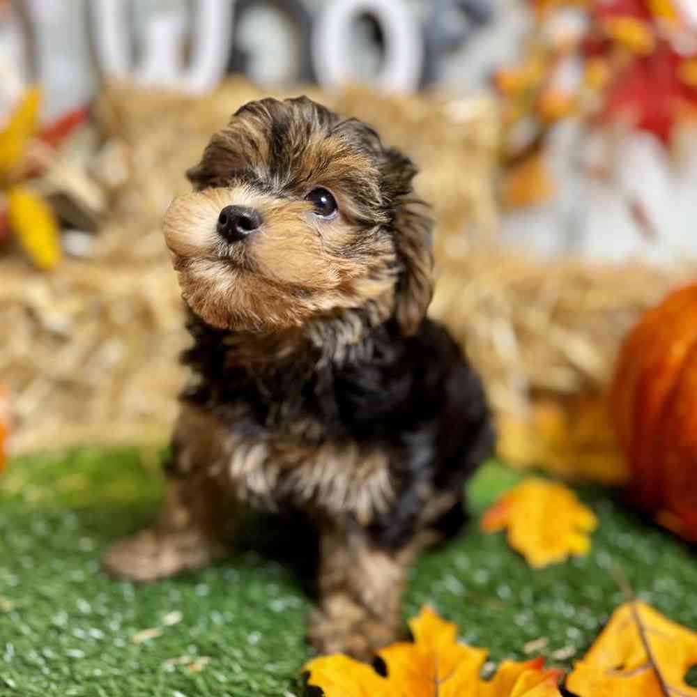 Female Yorkie-Poo Puppy for Sale in ,
