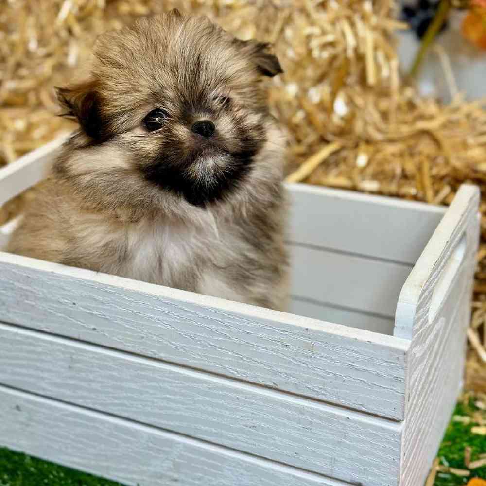 Male Shiranian Puppy for Sale in Garland, TX
