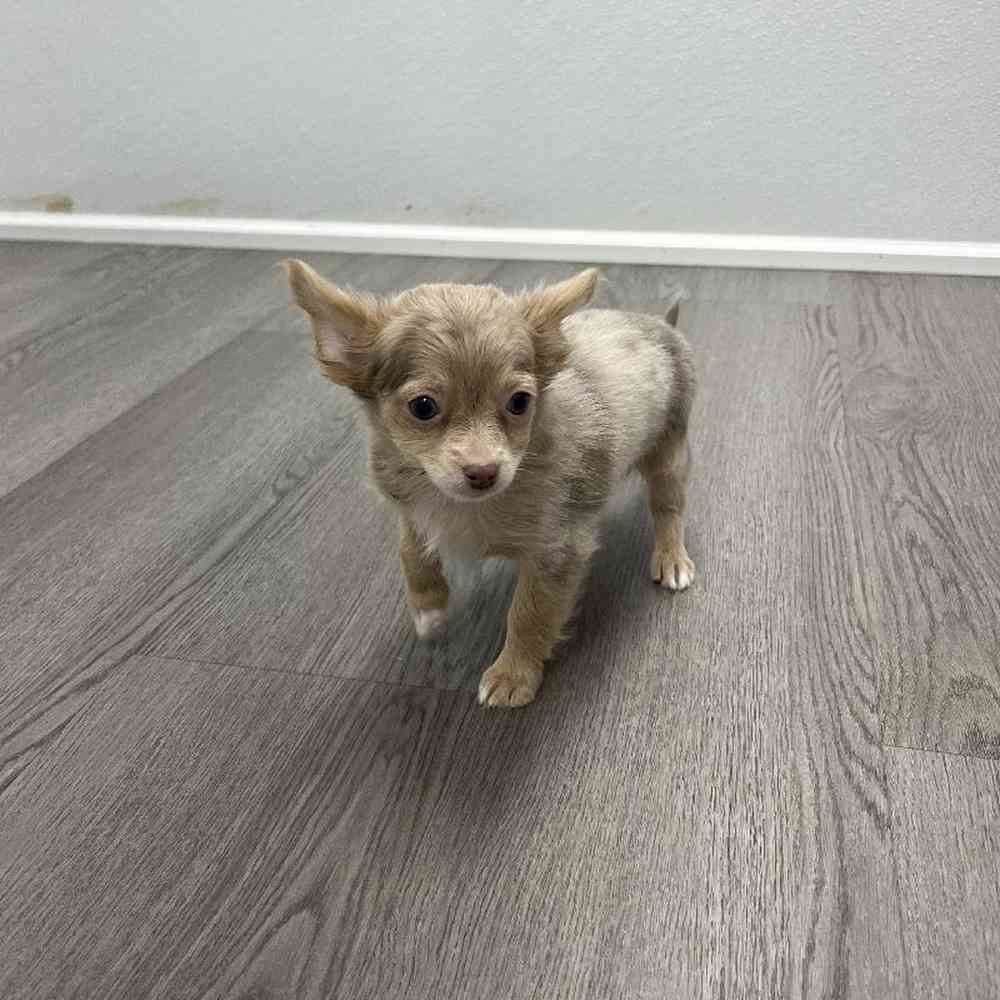 Male Chihuahua Puppy for Sale in Little Rock, AR
