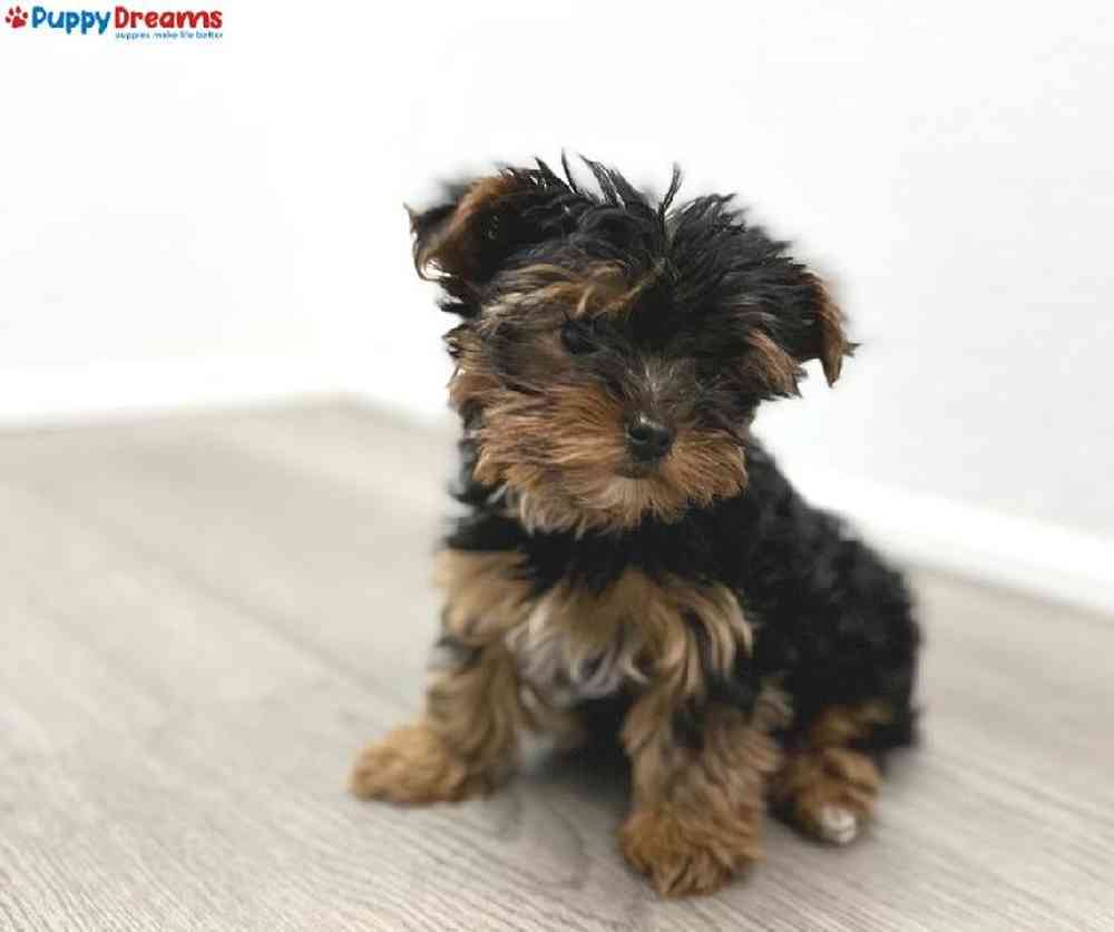 Female Yorkie Puppy for Sale in Little Rock, AR