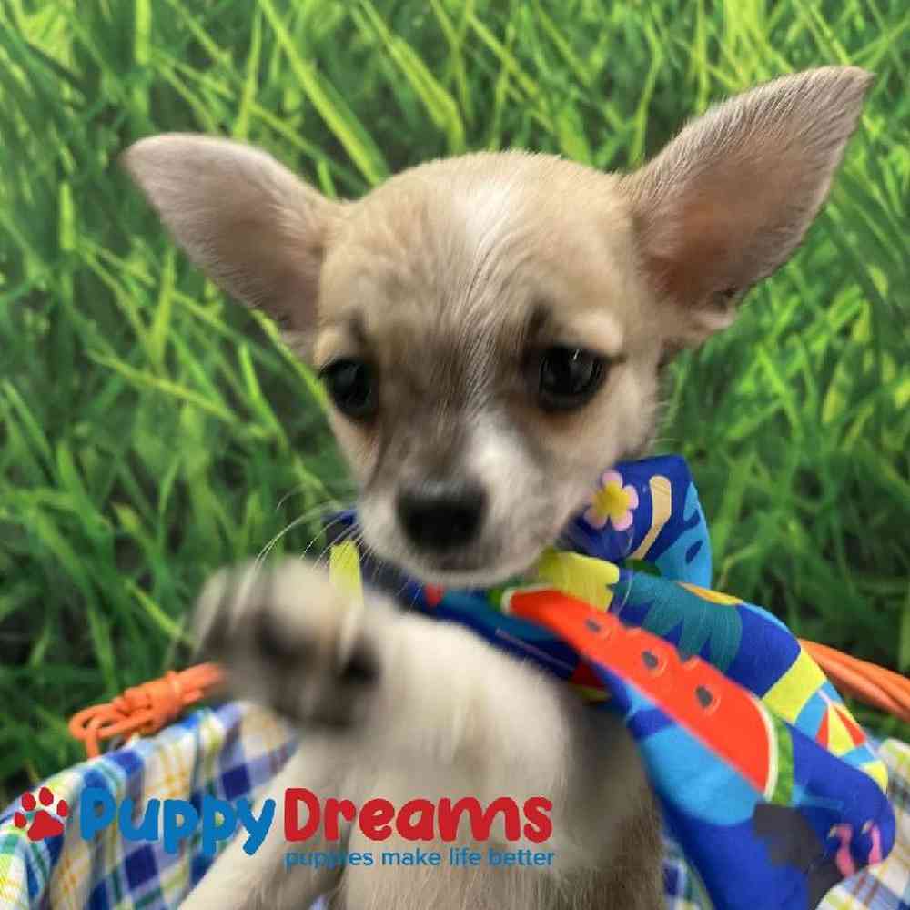 Chihuahua For Sale South Little Rock AR