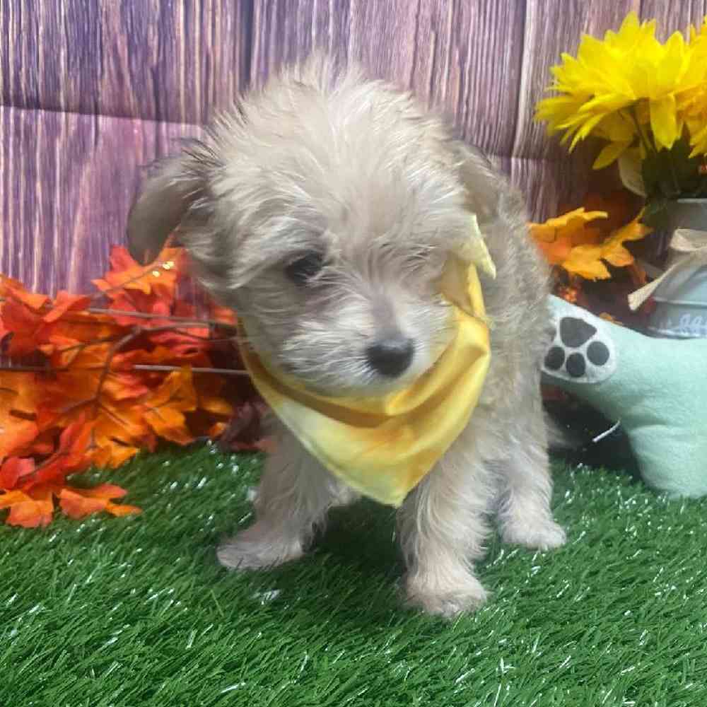 Female Morkie Puppy for Sale in Little Rock, AR