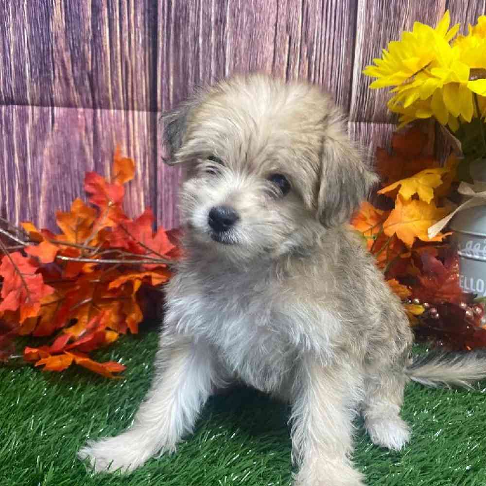 Female Morkie Puppy for Sale in Little Rock, AR