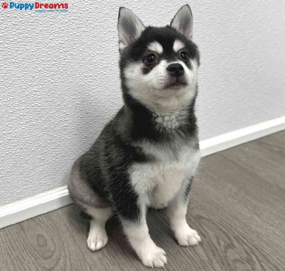 Female Alaskan Klee Kai Puppy for Sale in Little Rock, AR