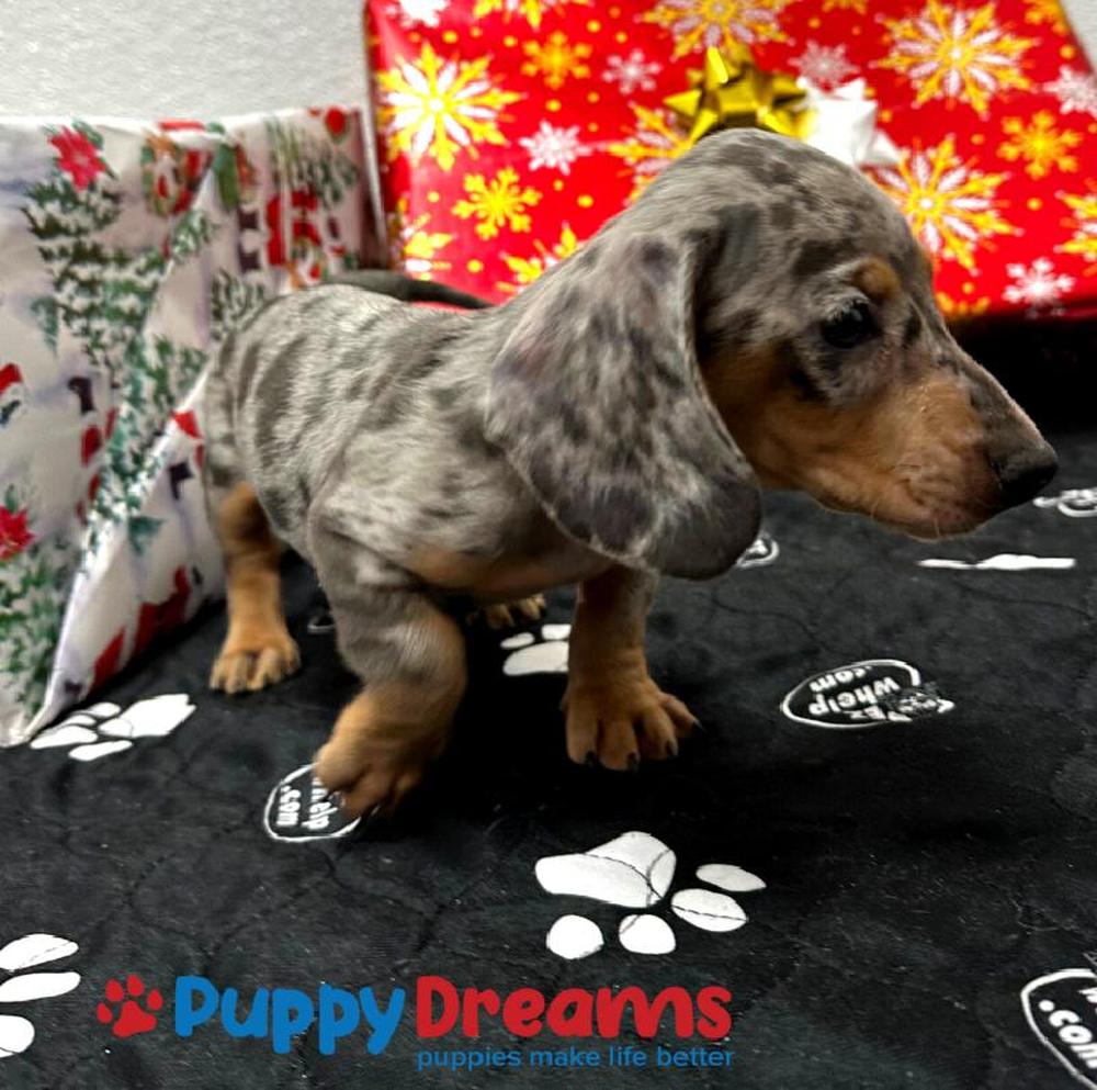Male Dachshund Puppy for sale
