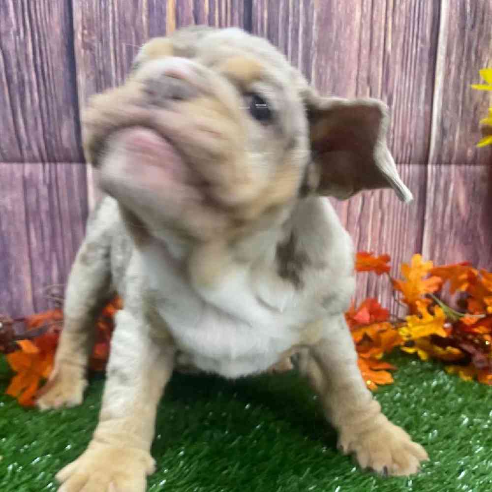 Male English Bulldog Puppy for Sale in Little Rock, AR